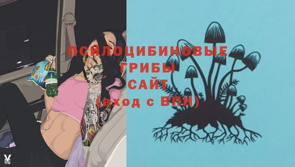 прущие грибы Магадан